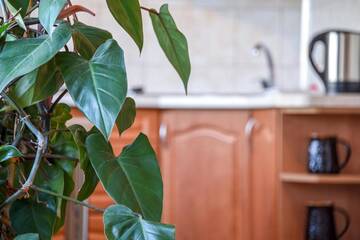 Фото номера Улучшенные апартаменты Апартаменты NeriesApartment No.1 Holidays By J. Basanaviciaus г. Паланга 58