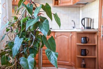 Фото номера Улучшенные апартаменты Апартаменты NeriesApartment No.1 Holidays By J. Basanaviciaus г. Паланга 18