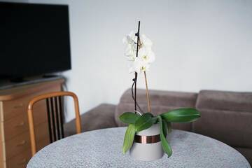 Фото номера Апартаменты с балконом Апартаменты Medziotoju Apartment in Old City г. Паланга 32