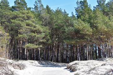 Фото номера Дом с 2 спальнями Дома для отпуска Žalia kopa near the beach apartments г. Паланга 18