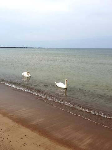 Фото номера Апартаменты Апартаменты Palanga Apartment Near Baltic Sea г. Паланга 45