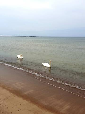 Фото номера Апартаменты Апартаменты Palanga Apartment Near Baltic Sea г. Паланга 33