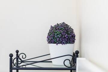 Фото номера Апартаменты - 1-й этаж Апартаменты Lunos apartamentai - Centras г. Паланга 33