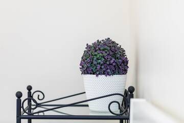Фото номера Апартаменты - 1-й этаж Апартаменты Lunos apartamentai - Centras г. Паланга 8